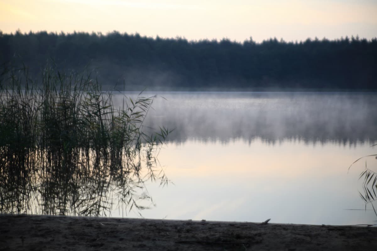 Mglisty poranek nad Jeziorem Omulew z trzcinami