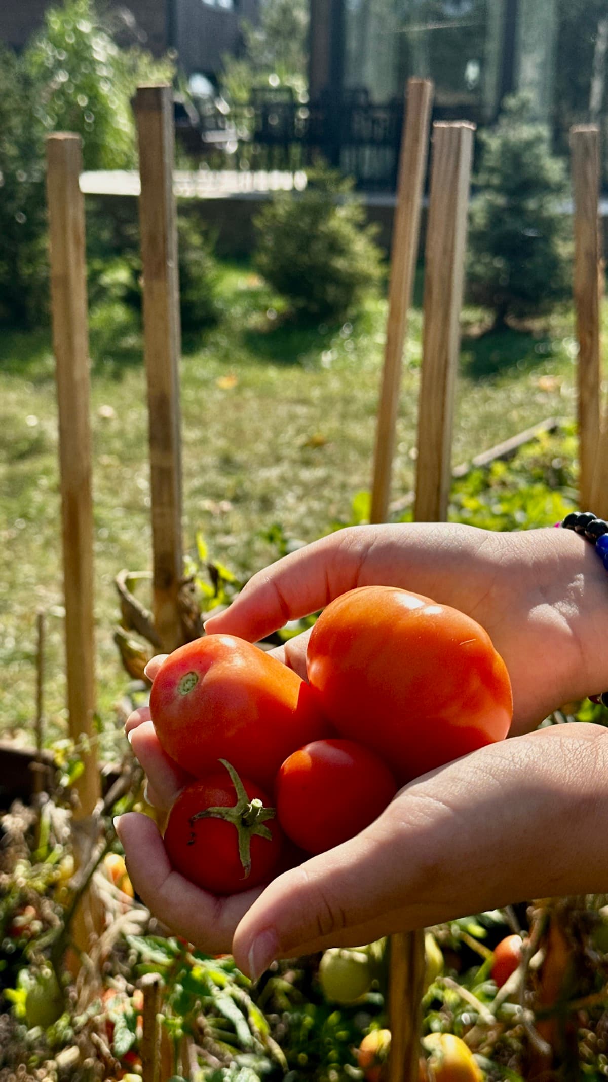 Świeże pomidory prosto z naszego ogródka