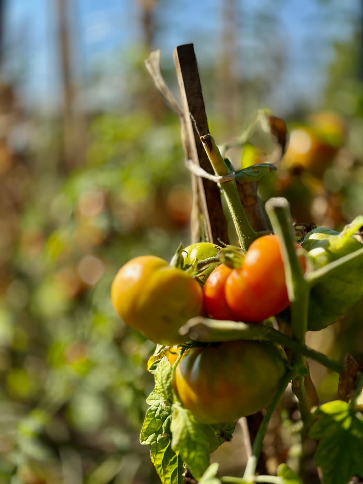 Ogródek warzywny na terenie resortu